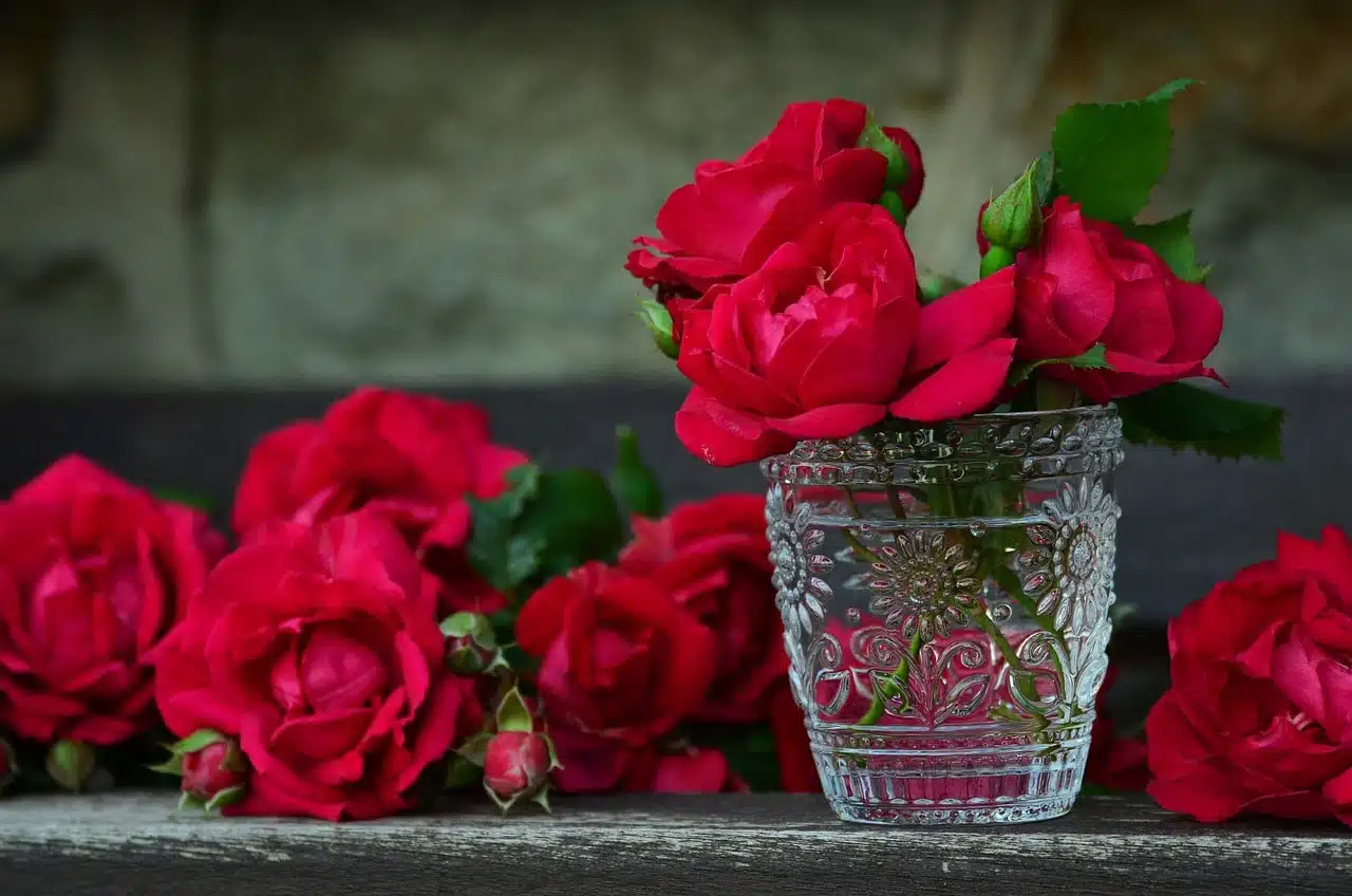 roses, red roses, vase-821705.jpg