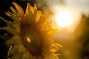 sunflower, sunset, nature-5370278.jpg