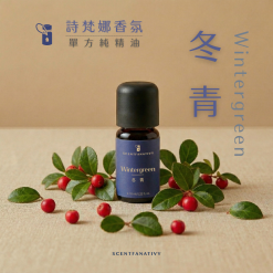 詩梵娜香氛 Scentfanativy 冬青精油 10ml 產品圖。文案強調強效舒緩與運動修復,具備沁涼穿透力,建議搭配草本與木質調精油。