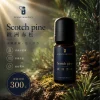 詩梵娜香氛 Scotch pine 歐洲赤松精油瓶身展示，搭配松果與森林綠意，營造清新木質放鬆氛圍。