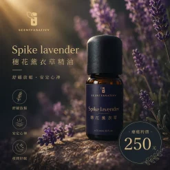 精油推薦品牌 - Scentfanativy 詩梵娜香氛 4 詩梵娜香氛 Spike Lavender 穗花薰衣草精油瓶身,搭配薰衣草花材與溫暖柔和氛圍,呈現舒緩放鬆的質感形象。